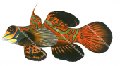 Mandarinfish,Pterosynchiropus splendidus,Roger Swainston,Animafish