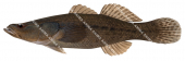 Sleepy Cod,Oxyeleotris lineolata.Scientific fish illustration by Roger Swainston