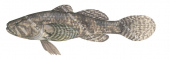 Chinese Gudgeon,Bostrichthys sinensis,Roger Swainston,Animafish
