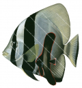 Longfin Batfish,Adult and Juvenile,Platax pinnatus,Roger Swainston,Animafish