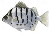 Banded Scat,Selenotoca multifasciata,Roger Swainston,Animafish