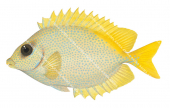 Coral Rabbitfish,Siganus corallinus,Roger Swainston,Animafish
