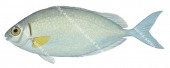Forktail Rabbitfish,Siganus argenteus,Roger Swainston,Animafish