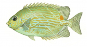 Green Goldlined Rabbitfish,Siganus lineatus,Roger Swainston,Animafish