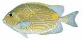 Goldlined Rabbitfish,Siganus lineatus,Roger Swainston,Animafish