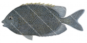 Spotted Rabbitfish, Brown spots,Siganus punctatus,Roger Swainston,Animafish