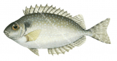 Whitespotted Rabbitfish,Siganus canaliculatus,Roger Swainston,Animafish