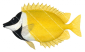 Foxface,Siganus vulpinus.Scientific fish illustration by Roger Swainston