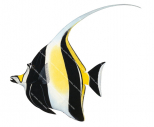 Moorish Idol,Zanclus cornutus,Zanclus cornutus,Roger Swainston,Animafish