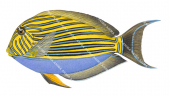 Bluelined Surgeonfish,Acanthurus lineatus,Roger Swainston,Animafish