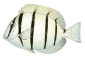 Convict Surgeonfish,Acanthurus triostegus,Roger Swainston,Animafish