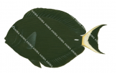 Inshore Surgeonfish,Acanthurus grammoptilus,Roger Swainston,Animafish