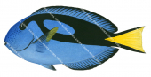 Blue Tang,Paracanthurus hepatus,Roger Swainston,Animafish