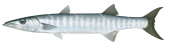 Blackfin Barracuda,Sphyraena qenie,Roger Swainston,Animafish
