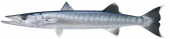 Great Barracuda-5,Sphyraena barracuda,Roger Swainston