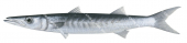 Military Barracuda,Sphyraena putnamiae,Roger Swainston,Animafish