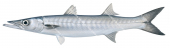 Pacific Barracuda,Sphyraena ensis,Roger Swainston,Animafish