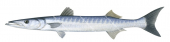 Pickhandle Barracuda,Sphyraena jello,Roger Swainston,Animafish