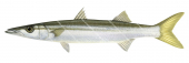 Striped Barracuda,Sphyraena obtusata,Roger Swainston,Animafish