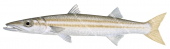 Yellowtail Barracuda,Sphyraena flavicauda,Roger Swainston,Animafish