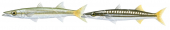 Striped Barracuda,Male and Female,Sphyraena obtusata,Roger Swainston,Animafish