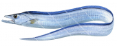 Largehead HairtailLargehead Hairtail,Alive position,Trichiurus lepturus,Roger Swainston,Animafish