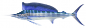 Juvenile Black Marlin,Makaira indica,Roger Swainston,Animafish