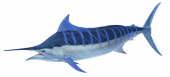 Blue Marlin in alive position,Makaira mazara,Roger Swainston,Animafish color corrected