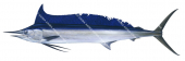 Shortbill Spearfish,Tetrapterus angustirostris,Scientific fish illustration by Roger Swainston