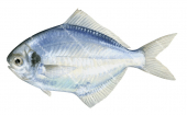 Blackspot Butterfish,Psenopsis humerosa,Roger Swainston,Animafish