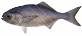 Blue-eye Trevalla-1,Hyperoglyphe antarctica.Scientific fish illustration by Roger Swainston