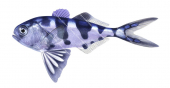 Bluebottle Fish,Nomeus gronovii.Scientific fish illustration by Roger Swainston