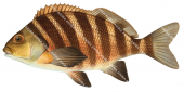 Banded Morwong,Chirodactylus spectabilis,Scientific.Fish illustration by Roger Swainston