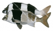 Magpie Perch,colour variation,Cheilodactylus nigripes.High Res Illustration by R. Swainston