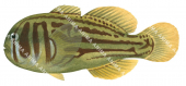 Maori Coral Goby,Gobiodon histrio|High Res Illustration by R. Swainston