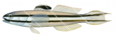 Blacklined Glider Goby,Valenciennea helsdingenii|High Res Scientific illustration by R. Swainston