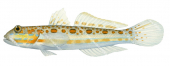 Orangespotted Glider Goby,Valenciennea puellaris|High Res Scientific illustration by R. Swainston