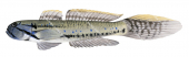 Bridled Goby,Arenigobius bifrenatus.High Res Scientific illustration by R.Swainston