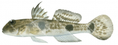 Goby,Hairfin,Yongeichthys nebulosus.High Res Illustration by R. Swainston