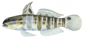 Whitebarred Goby,Amblygobius phalaena|High Res Illustration by R. Swainston