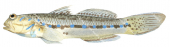 Bluespotted Mangrove Goby,Amoya gracilis|High Res Scientific illustration by Roger Swainston