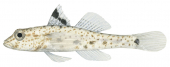 Twospot Sandgoby,Fusigobius duospilus|High Res Illustration by R. Swainston