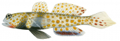 Blackchest Shrimpgoby,Amblyeleotris guttata|High Res Scientific illustration by Roger Swainston