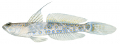 Shrimpgoby,Ornate,Vanderhorstia ornatissima,Roger Swainston,Animafish