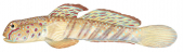 Pink Shrimpgoby,Cryptocentrus leptocephalus|High Res Scientific illustration by Roger Swainston