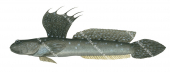 Bluespotted Mudskipper,Boleophthalmus caeruleomaculatus|High Res Illustration by R. Swainston