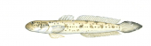 Peppered Mudskipper,Apocryptodon madurensis|High Res marine image by R.Swainston