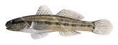 Trident Goby,Tridentiger trigonocephalus|High Res Illustration by R. Swainston