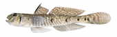 Southern Longfin Goby,Favonigobius lateralis|High Res Illustration by R. Swainston