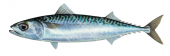 Atlantic Mackerel-Maquereau-2,Scomber scombrus|High Res Illustration by R. Swainston
